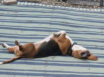 Loretta Lynn -  Basset Hound Dog for Adoption in Grapevine, Texas - Loretta Lynn | PetCurious