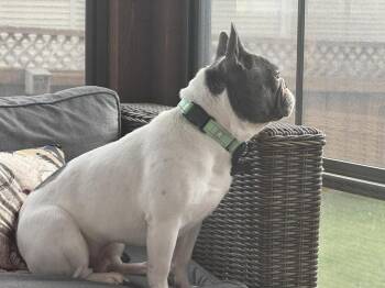 French Bulldog Dogs Available for Adoption in Minneapolis, Minnesota - Kye | PetCurious