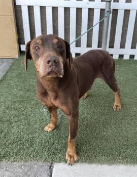 BUCK -  Doberman Pinscher and Labrador Retriever Dog for Adoption in Modesto, California - BUCK | PetCurious
