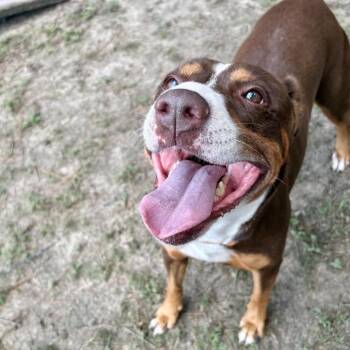 Diva Biscuit -  Mixed Breed Dog for Adoption in Milton, Florida - Diva Biscuit | PetCurious