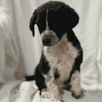 Border Collie and Mixed Breed Dogs Available for Adoption in Blairstown, New Jersey - Sloane  | PetCurious