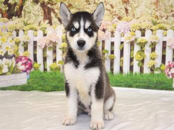 THORN -  Siberian Husky and Mixed Breed Dog Available for Adoption in Oroville, California - THORN | PetCurious