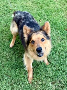 Jiminy -  Australian Shepherd Dog for Adoption in Kiowa, Oklahoma - Jiminy | PetCurious