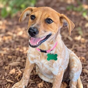Lila -  Cattle Dog and Rat Terrier Dog for Adoption in Boerne, Texas - Lila | PetCurious