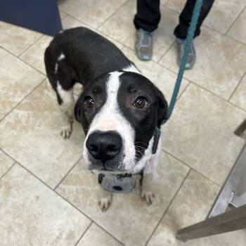 Rescue Black Labrador Retriever Dogs for Adoption in Galveston, Texas - Halsey | PetCurious