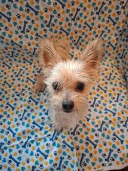 Booger -  Rat Terrier Dog for Adoption in Eatontown, New Jersey - Booger | PetCurious
