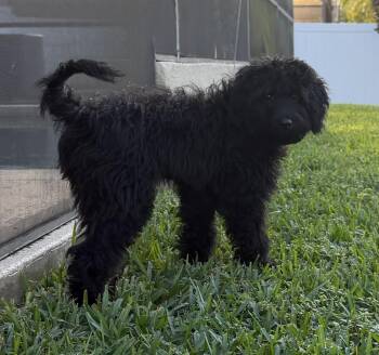 Courtney -  Aussiedoodle Dog for Adoption in Alafaya, Florida - Courtney | PetCurious