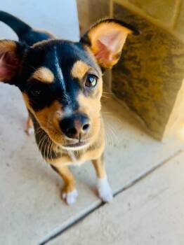 Rescue Chihuahua Dogs for Adoption in Colleyville, Texas - Fritz | PetCurious