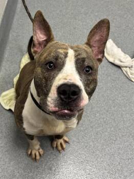 PLUTO -  Boxer and Mixed Breed Dog for Adoption in Indianapolis, Indiana - PLUTO | PetCurious