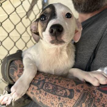 Chihuahua Dogs Available for Adoption in Manchester, Tennessee - Lavender | PetCurious