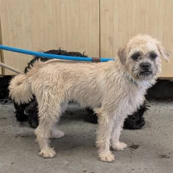 SWISS -  Border Terrier and Mixed Breed Dog for Adoption in Camarillo, California - SWISS | PetCurious