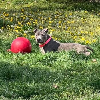 Brooklyn -  American Staffordshire Terrier Dog for Adoption in Levittown, New York - Brooklyn | PetCurious