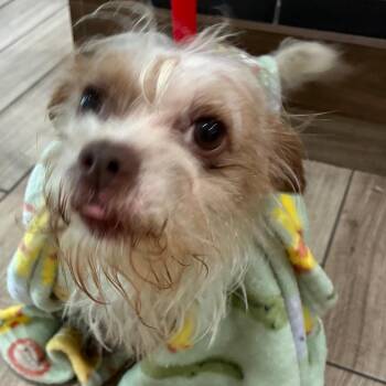 M.J. -  Mixed Breed Dog for Adoption in Oak Park, Illinois - M.J. | PetCurious