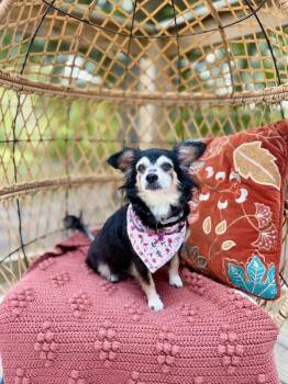 Princess Paris Hilton Peaches -  Chihuahua and Papillon Dog for Adoption in Friendswood, Texas - Princess Paris Hilton Peaches | PetCurious