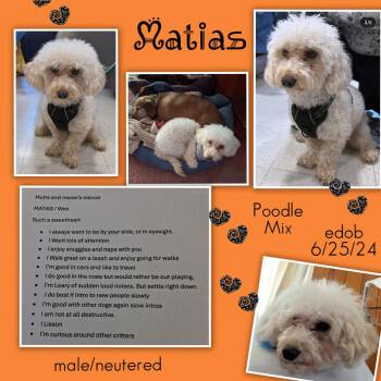 Matias MV14535-T -  Poodle Dog for Adoption in Missouri City, Texas - Matias MV14535-T | PetCurious