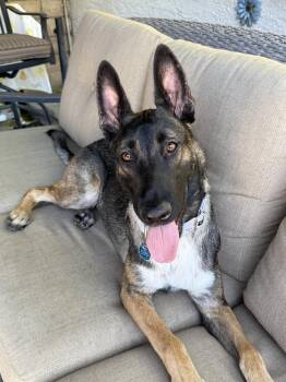 Rescue Belgian Shepherd Malinois Dogs for Adoption in Burbank, California - Delilah | PetCurious