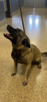 Belgian Shepherd Malinois Dogs Available for Adoption in Doral, Florida - AMELIA | PetCurious