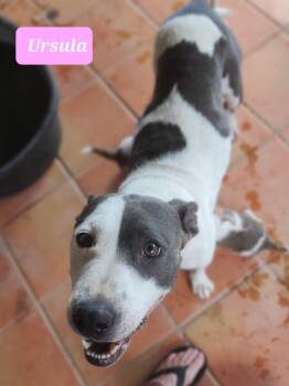 Rescue Pit Bull Terrier Dogs for Adoption in Snyder, Texas - Ursula | PetCurious