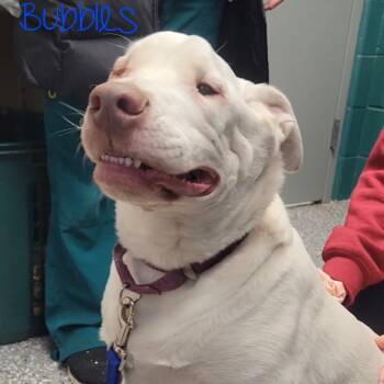 Rescue Labrador Retriever Dogs for Adoption in Parkersburg, West Virginia - Bubbles | PetCurious