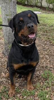 MAXIMUS -  Rottweiler Dog for Adoption in Fort Lauderdale, Florida - MAXIMUS | PetCurious