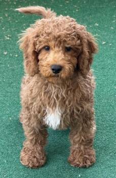Golden Retriever and Poodle Dogs Available for Adoption in Malvern, Pennsylvania - Ernie | PetCurious