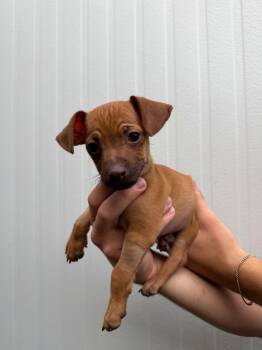 Papi -  Dachshund and Chihuahua Dog for Adoption in Peoria, Arizona - Papi | PetCurious