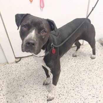Carter -  Boxer and American Staffordshire Terrier Dog for Adoption in Hattiesburg, Mississippi - Carter | PetCurious