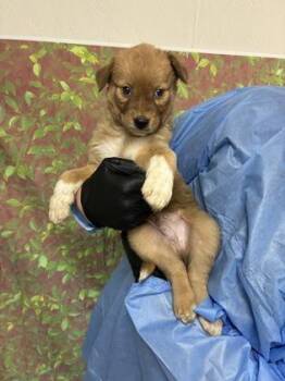 Kenny -  Shepherd and Mixed Breed Dog for Adoption in San Antonio, Texas - Kenny | PetCurious