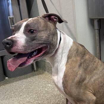 Stella -  Pit Bull Terrier Dog for Adoption in San Gabriel, California - Stella | PetCurious