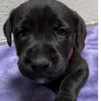 985 (2026) Very Cherry -  Rottweiler and Shepherd Dog for Adoption in Parker, Colorado - 985 (2026) Very Cherry | PetCurious