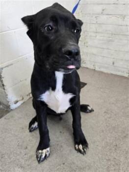 GAYLE -  Cane Corso Dog for Adoption in San Bernardino, California - GAYLE | PetCurious