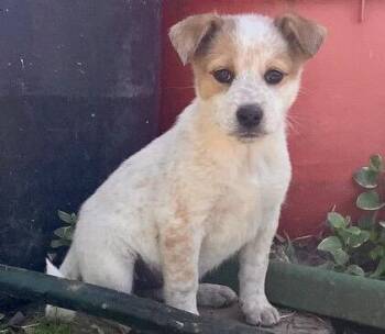 6 Cattle Dog Puppies -  Australian Cattle Dog Blue Heeler Dog for Adoption in Culpeper, Virginia - 6 Cattle Dog Puppies | PetCurious