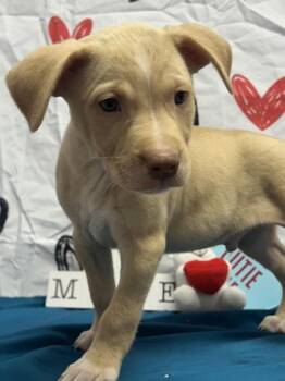 Labrador Retriever and Mixed Breed Dogs Available for Adoption - Otis | PetCurious