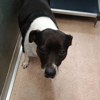 Rescue Pit Bull Terrier Dogs for Adoption in Ardmore, Oklahoma - Autumn | PetCurious