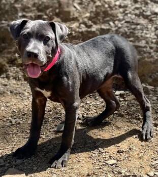 Brooklyn -  Pit Bull Terrier Dog for Adoption in Jamestown, California - Brooklyn | PetCurious