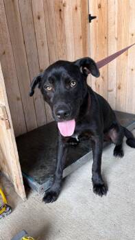 Labrador Retriever Dogs Available for Adoption in Missouri City, Texas - Batman | PetCurious
