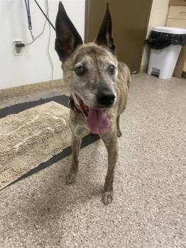 Otto -  Greyhound Dog for Adoption in Vancouver, Washington - Otto | PetCurious
