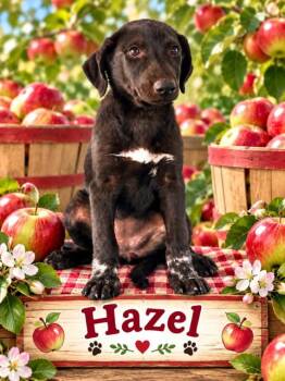 Hazel (Orchard Litter) -  Australian Shepherd and Black Labrador Retriever Dog for Adoption in Woodside, California - Hazel (Orchard Litter) | PetCurious