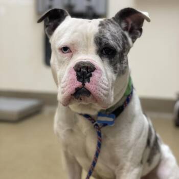 Max -  English Bulldog and Mixed Breed Dog for Adoption in Riverside, California - Max | PetCurious