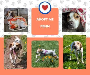 Penn (CA) -  English Pointer Dog for Adoption in Bridgeton, New Jersey - Penn (CA) | PetCurious