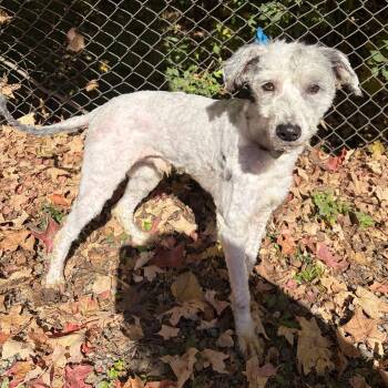 Matte -  Miniature Poodle Dog for Adoption in Mckeesport, Pennsylvania - Matte | PetCurious