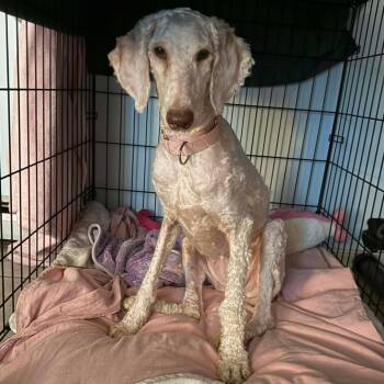 Rescue Poodle Dogs for Adoption in Fredericksburg, Virginia - Slice | PetCurious