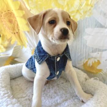 Yulan Magnolia 22205 -  Jack Russell Terrier and Mixed Breed Dog for Adoption in Cumming, Georgia - Yulan Magnolia 22205 | PetCurious
