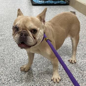 French Bulldog Dogs Available for Adoption in Loxahatchee Groves, Florida - Girl | PetCurious