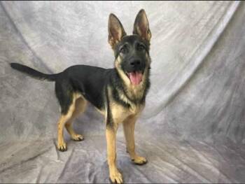 Juna -  German Shepherd Dog Dog for Adoption in Pleasant Grove, California - Juna | PetCurious