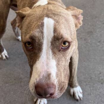 Rescue Mixed Breed Dogs for Adoption in Las Cruces, New Mexico - Cash | PetCurious