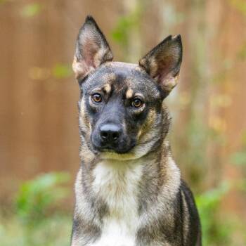 Sadie Shep -  Shepherd Dog for Adoption in Durham, North Carolina - Sadie Shep | PetCurious