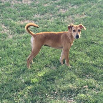 Sadie -  Black Mouth Cur Dog for Adoption in San Antonio, Texas - Sadie | PetCurious