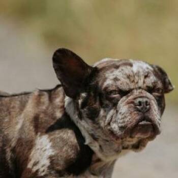 Bowie -  French Bulldog Dog for Adoption in Portland, Oregon - Bowie | PetCurious