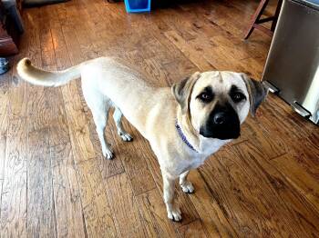 Rescue Mixed Breed Dogs for Adoption in San Jose, California - Cleo | PetCurious